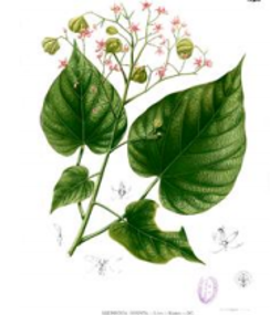 gambar tanaman banyak di halaman detail