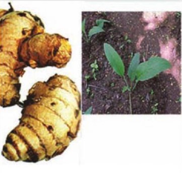 gambar tanaman banyak di halaman detail